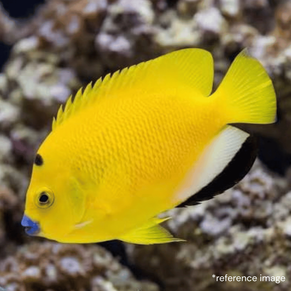 FLAGFIN ANGELFISH