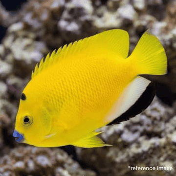 FLAGFIN ANGELFISH