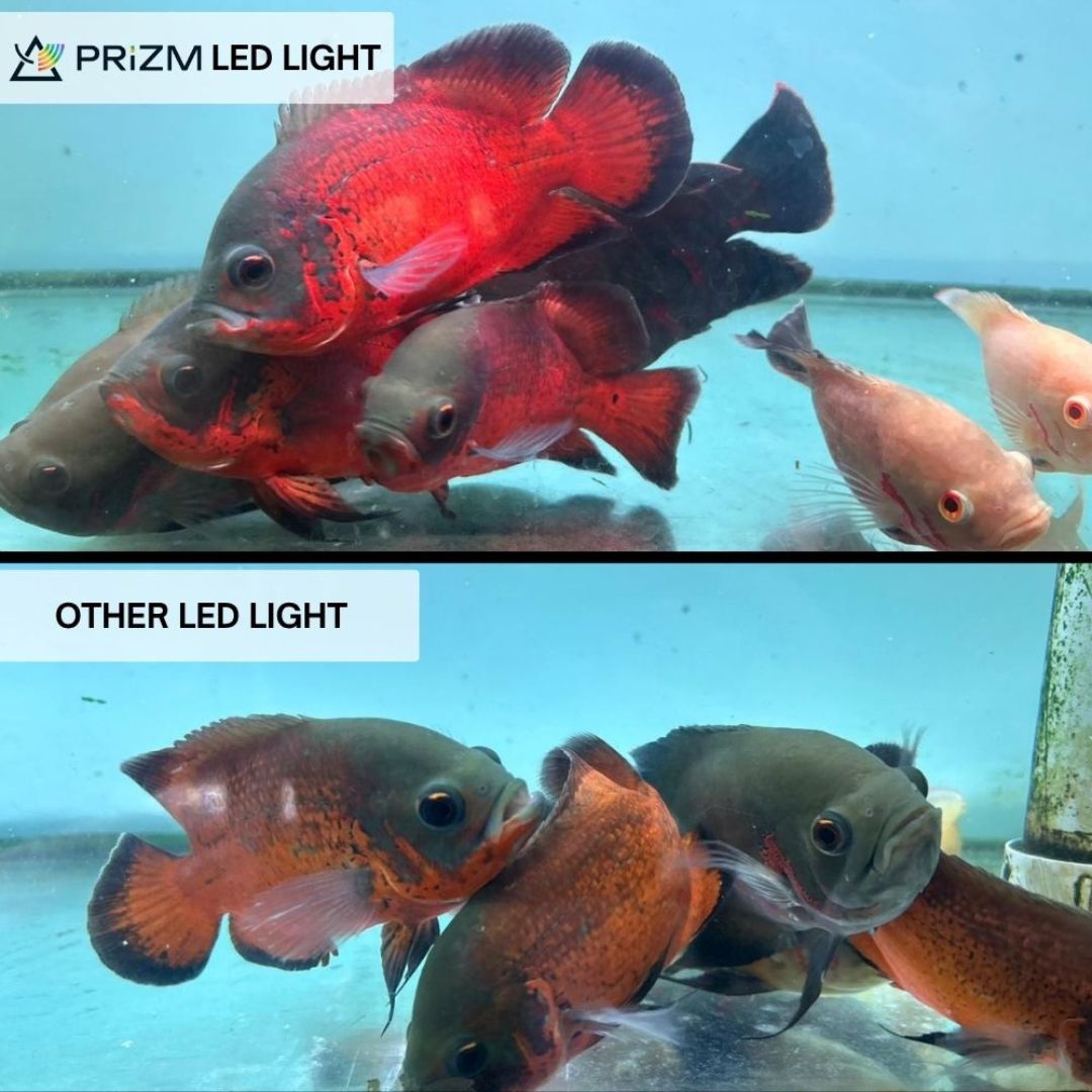PRIZM PZ-03 TAN PRO Submerible Aquarium LED Light | True Tanning with UVA | Color Boost | 6500K | Adjustable Brightness