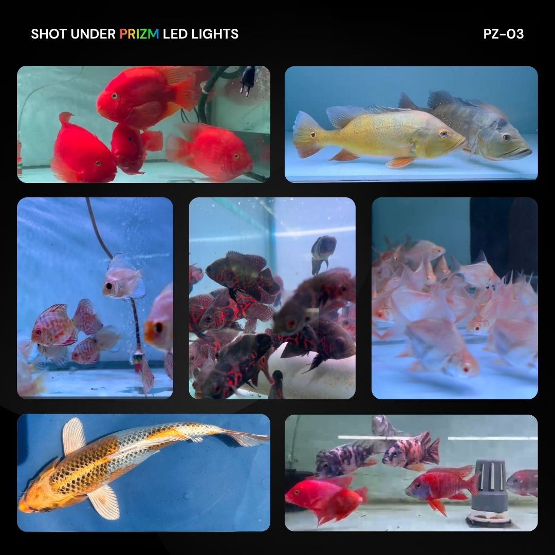 PRIZM PZ-03 TAN PRO Submerible Aquarium LED Light | True Tanning with UVA | Color Boost | 6500K | Adjustable Brightness