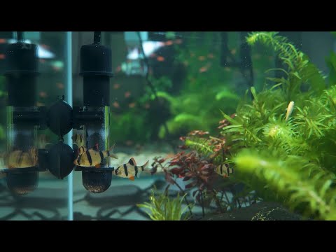 HYGGER HG031-10W Mini Fish Tank Heater | Dry Run/Overheat Protection | External Controller | LED Display