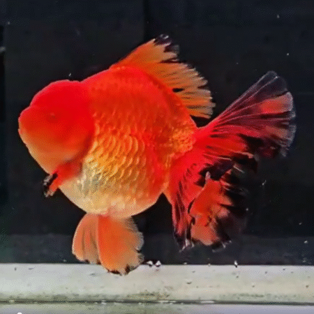 Jumbo Orange Oranda Goldfish (Show Grade) (21 cm)
