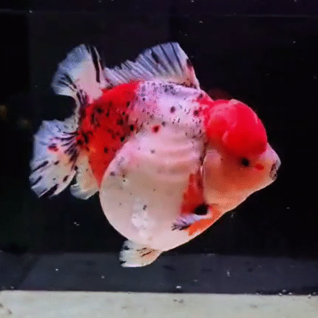 Jumbo High Quality (HQ) Black-Spot White and Orange Oranda Goldfish (Competition Grade) (21.5 cm)