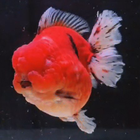 Jumbo High Quality (HQ) Orange and White Oranda Goldfish (Competition Grade) (22 cm)