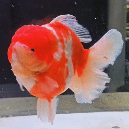 Jumbo High Quality (HQ) Orange and White Oranda Goldfish (Competition Grade) (21.5 cm)