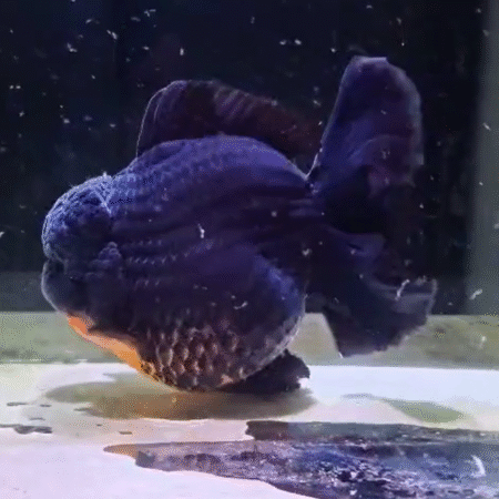 Jumbo Black & Gold Oranda Goldfish (Show Grade) (22 cm)