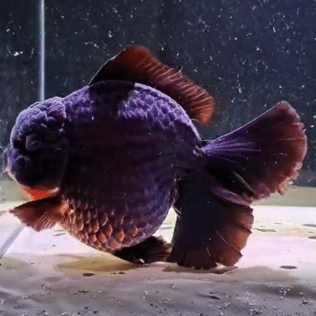Jumbo Black & Gold Oranda Goldfish (Show Grade) (23 cm)