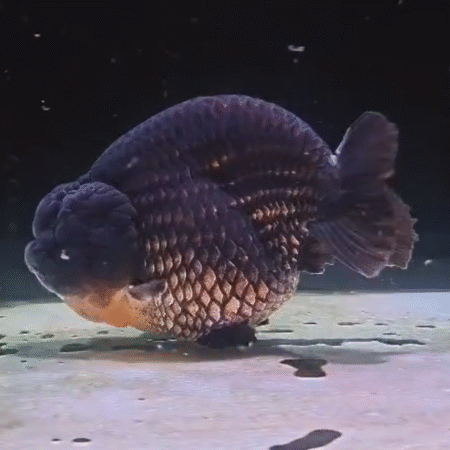 Jumbo Black & Gold Ranchu Goldfish (Show Grade) (17 cm)