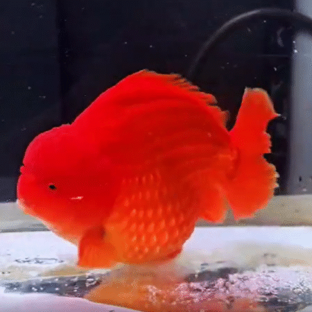 Jumbo Orange Oranda Goldfish (Show Grade) (19 cm)