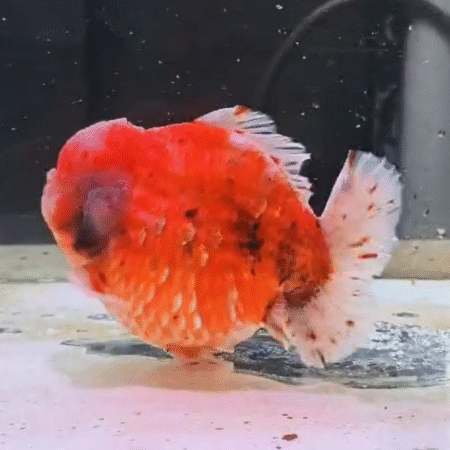Jumbo High Quality (HQ) Orange and White Oranda Goldfish (Competition Grade) (19 cm)