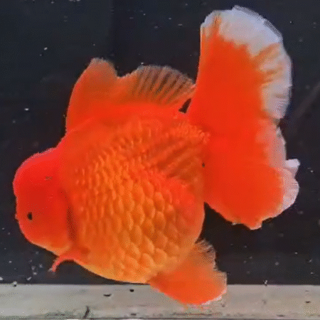 Jumbo Bright Orange Oranda Goldfish (Show Grade) (19.5 cm)