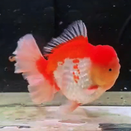Jumbo White Belly Orange Oranda Goldfish (Show Grade) (17 cm)