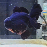 Godzilla High Quality (HQ) Black Oranda Goldfish (Competition Grade) (27.5 cm)