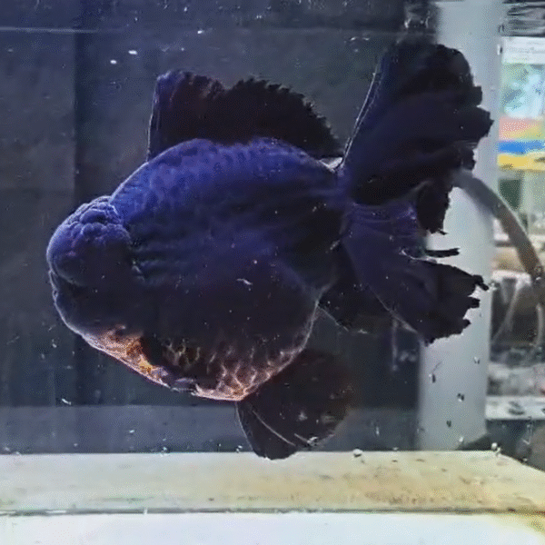 Godzilla High Quality (HQ) Black Oranda Goldfish (Competition Grade) (27.5 cm)