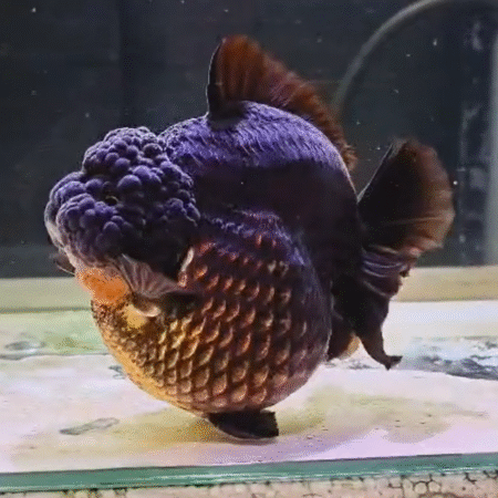 Black Oranda Goldfish (Show Grade) (17 cm)