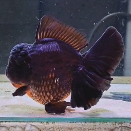 Jumbo High Quality (HQ) Black & Gold Oranda Goldfish (Competition Grade) (23cm)