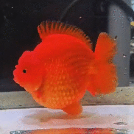 High Quality (HQ) Orange Oranda Goldfish (Competition Grade) (15 cm)